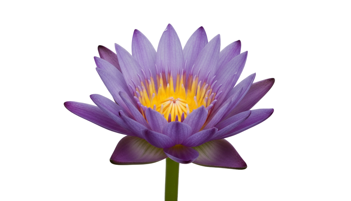 purple lotus flower png PNG transparent background