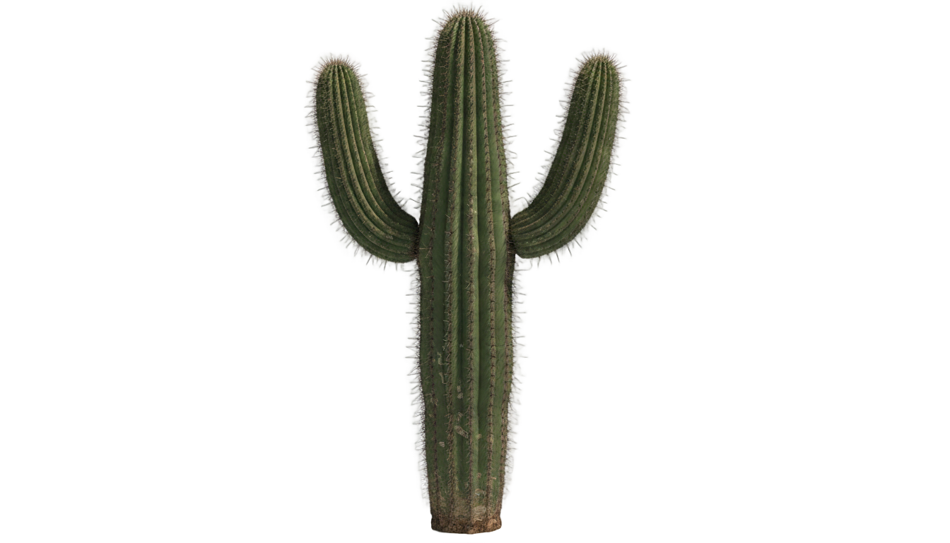 real cactus png PNG transparent background