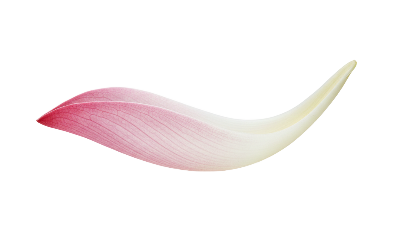 lotus petal png PNG transparent background