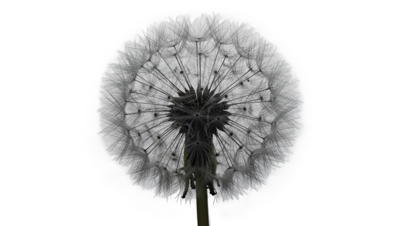 white dandelion png PNG transparent background