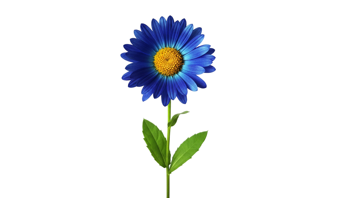 blue daisy flower png PNG transparent background