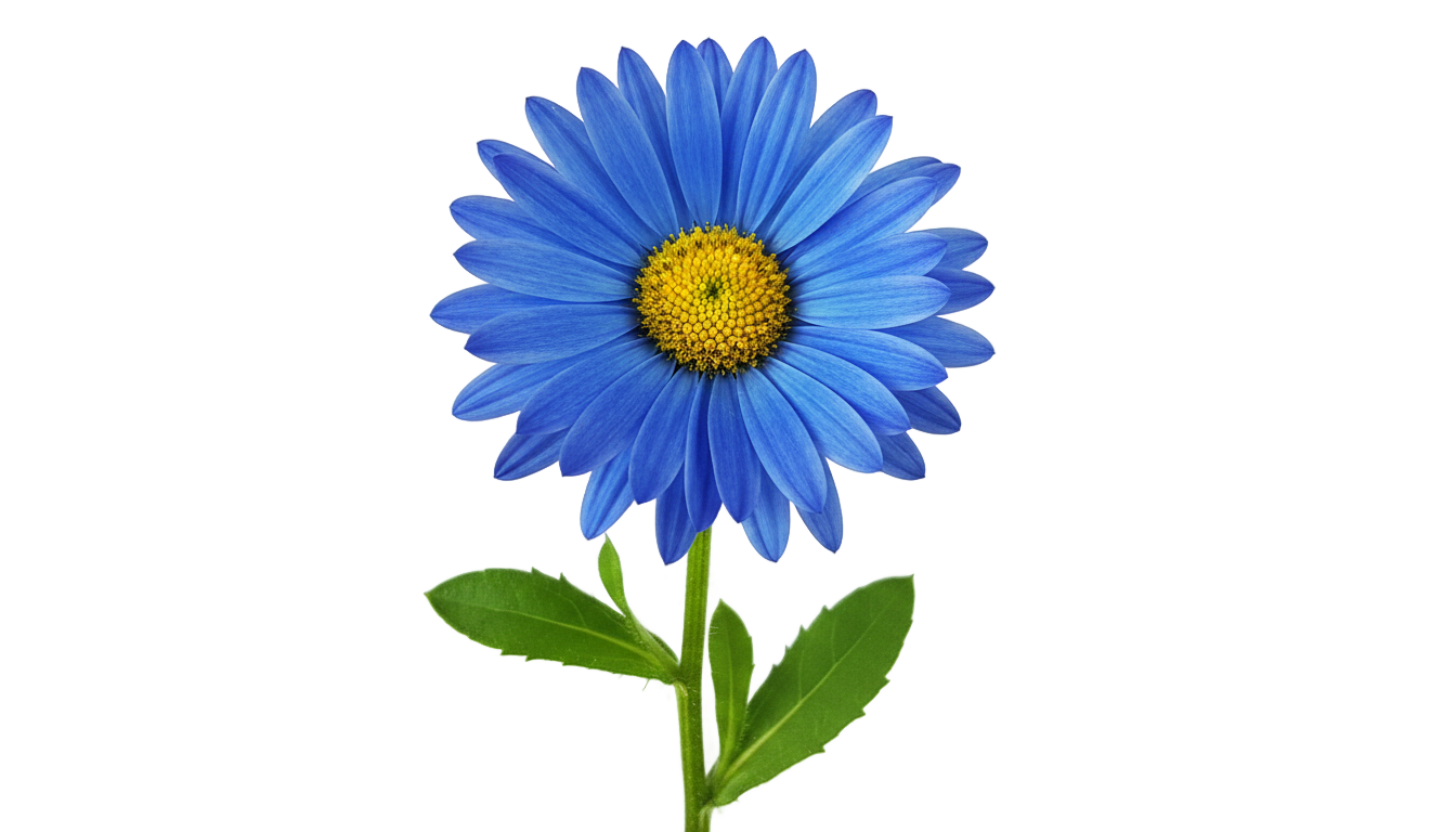 blue daisy flower png PNG transparent background