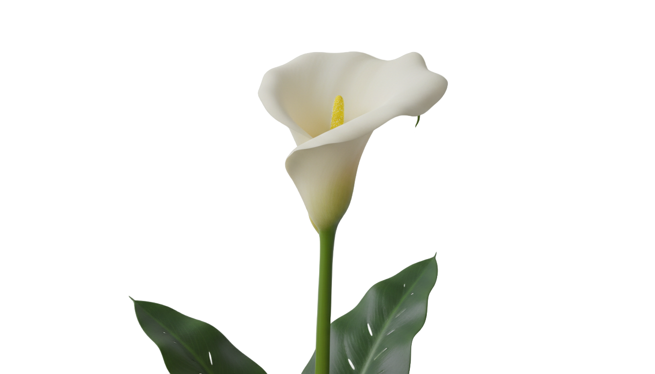 calla lily png PNG transparent background