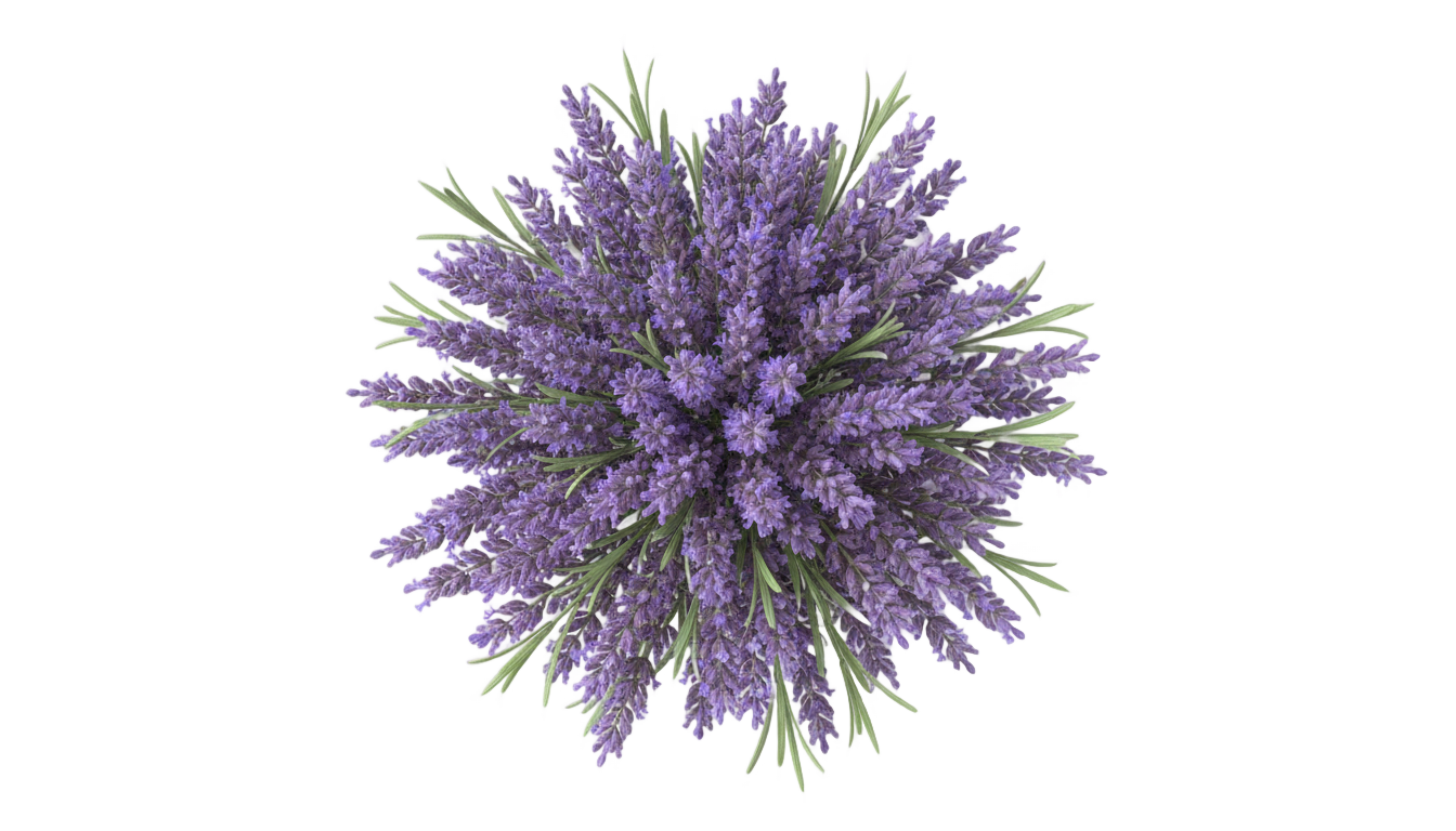 lavender top view png PNG transparent background