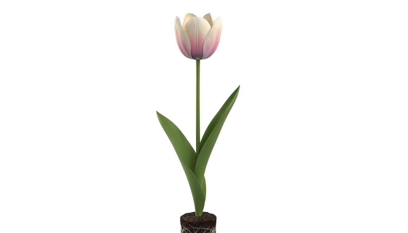 tulip illustration png PNG transparent background
