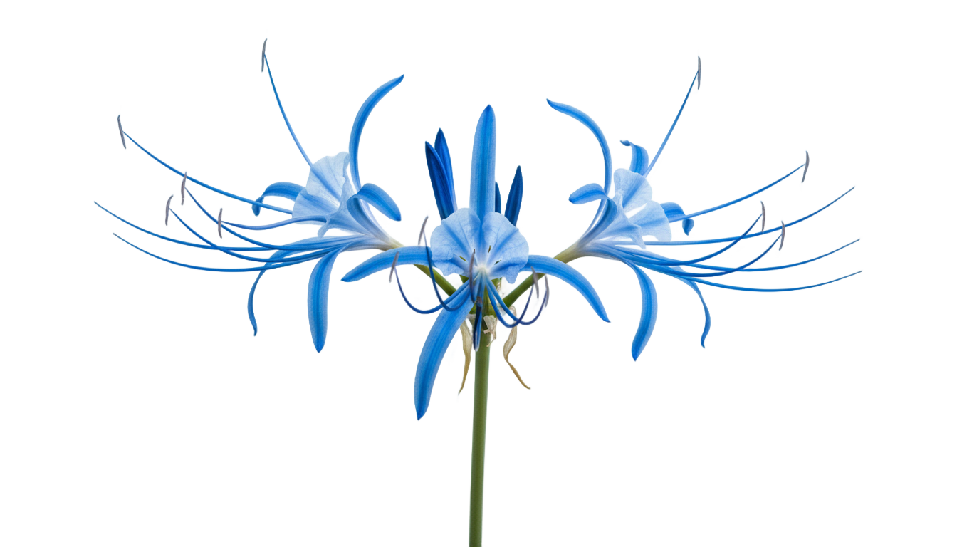 blue spider lily png PNG transparent background