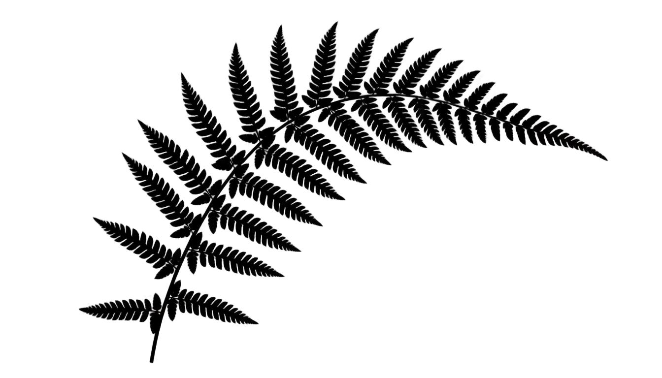 fern png black and white PNG transparent background
