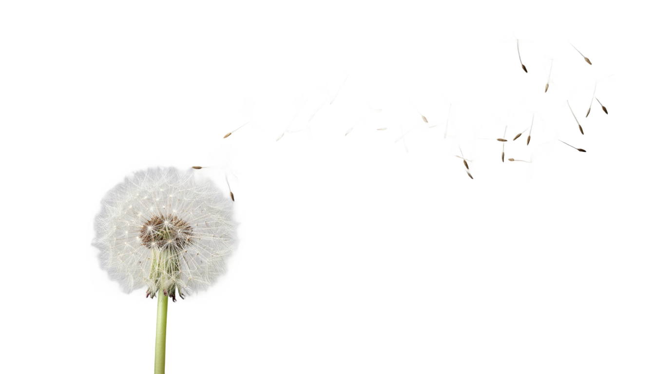 dandelion blowing png PNG transparent background