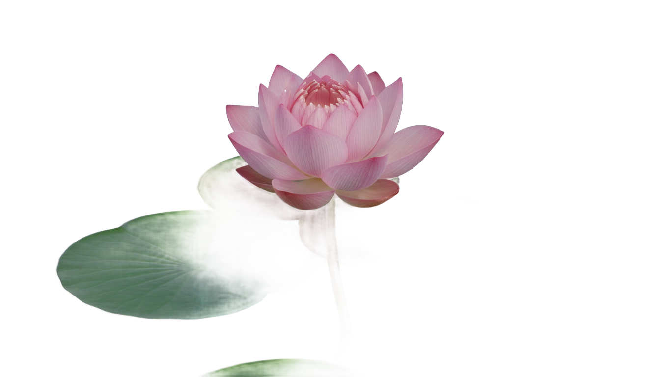 lotus plant png PNG transparent background