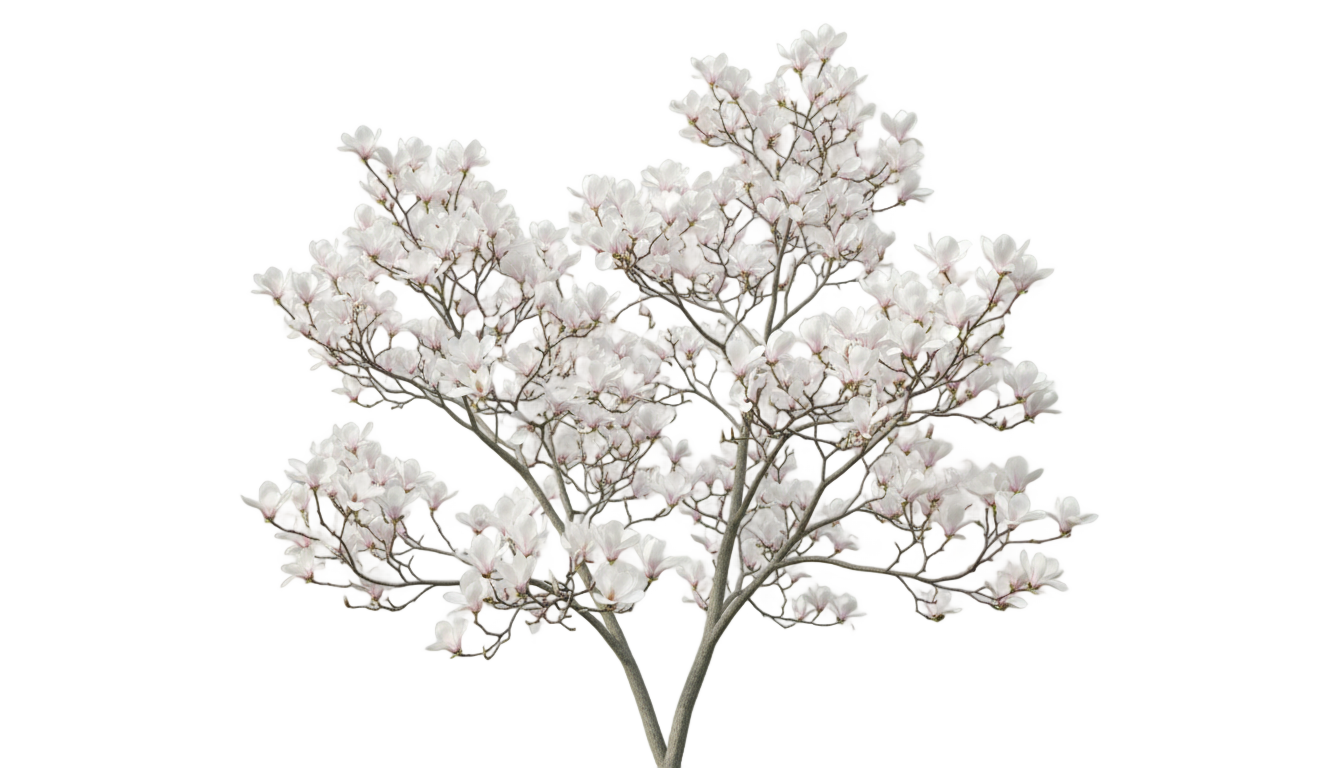 magnolia tree png white PNG transparent background