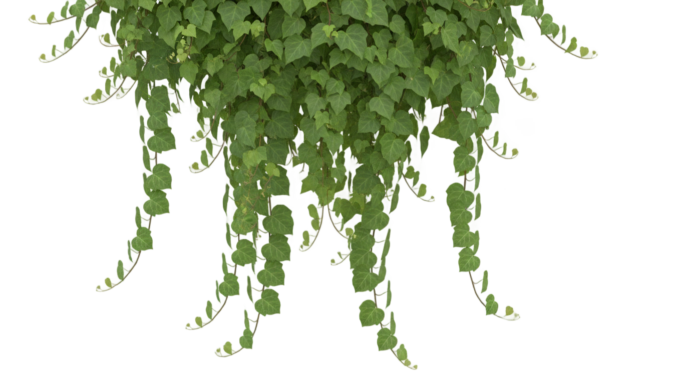 ivy plant png PNG transparent background