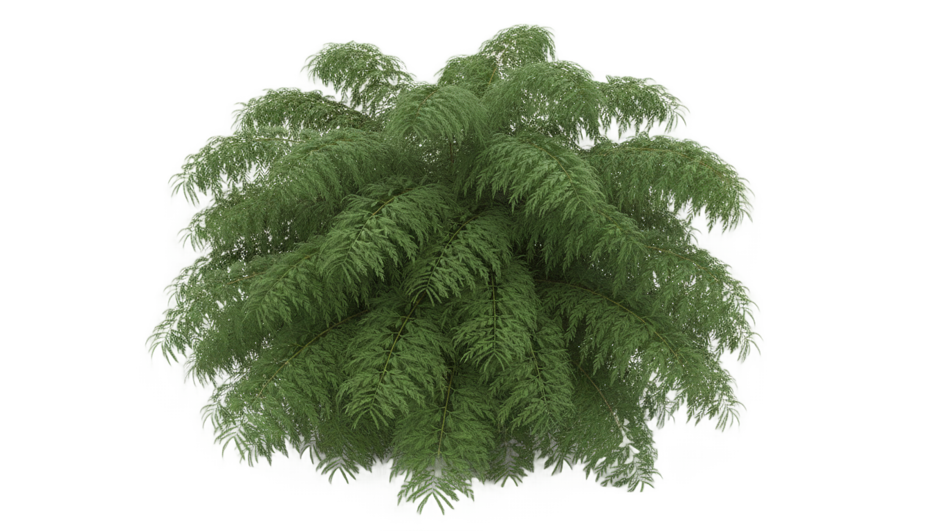 foxtail fern png PNG transparent background