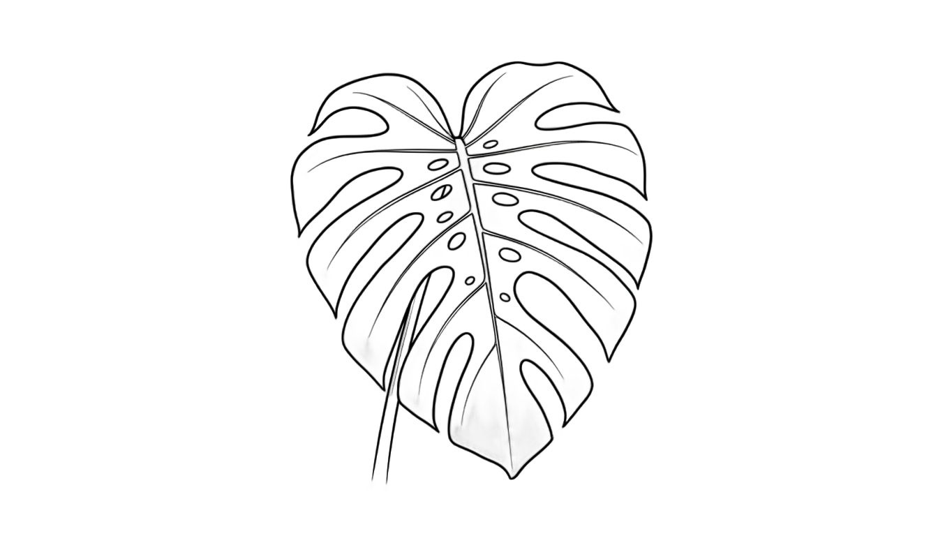 monstera drawing png PNG transparent background