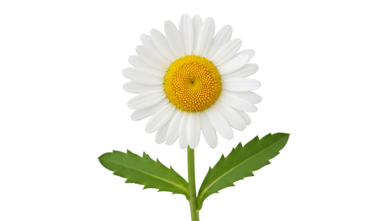 daisy flower clipart png PNG transparent background