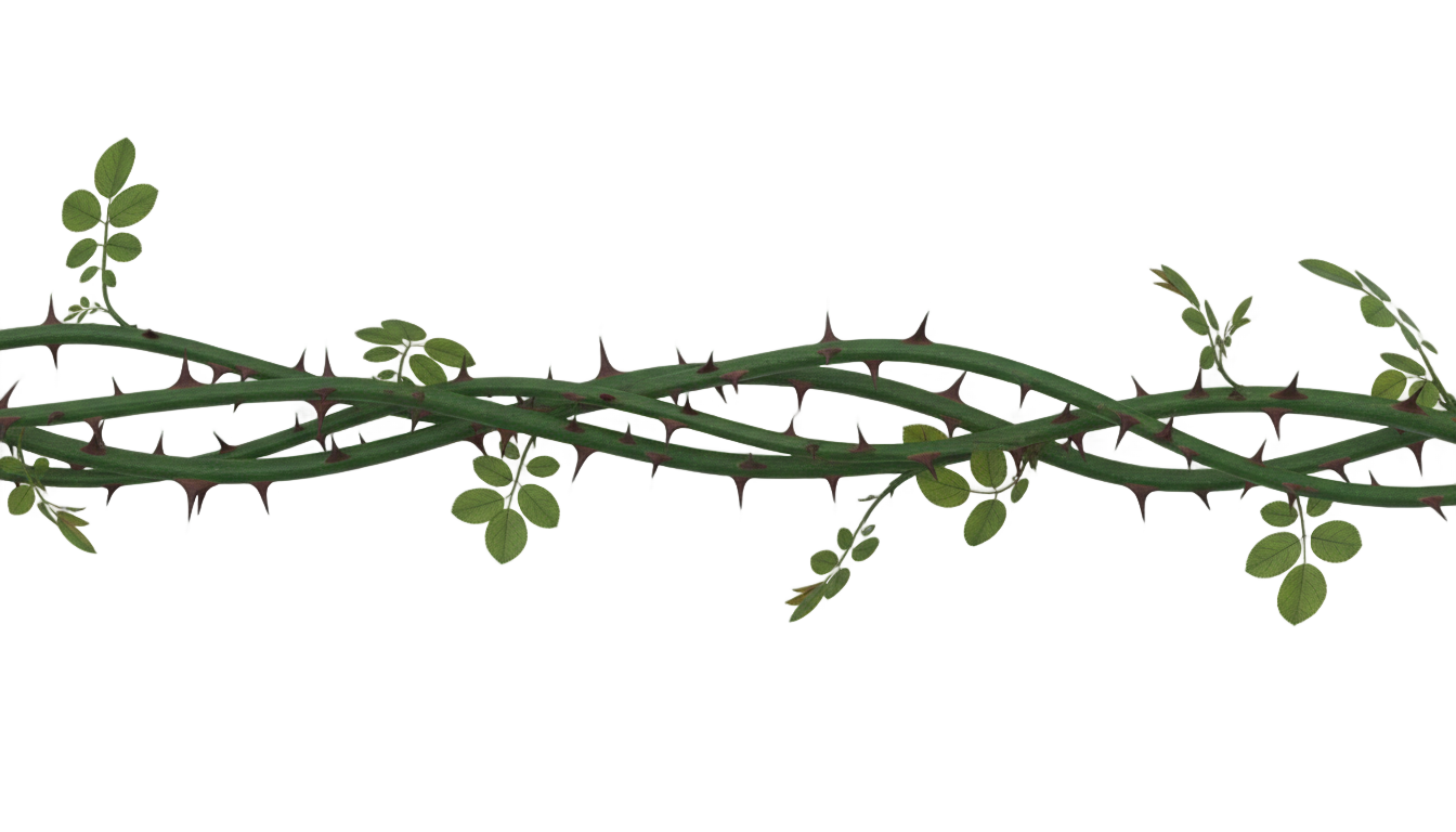 rose vines png PNG transparent background