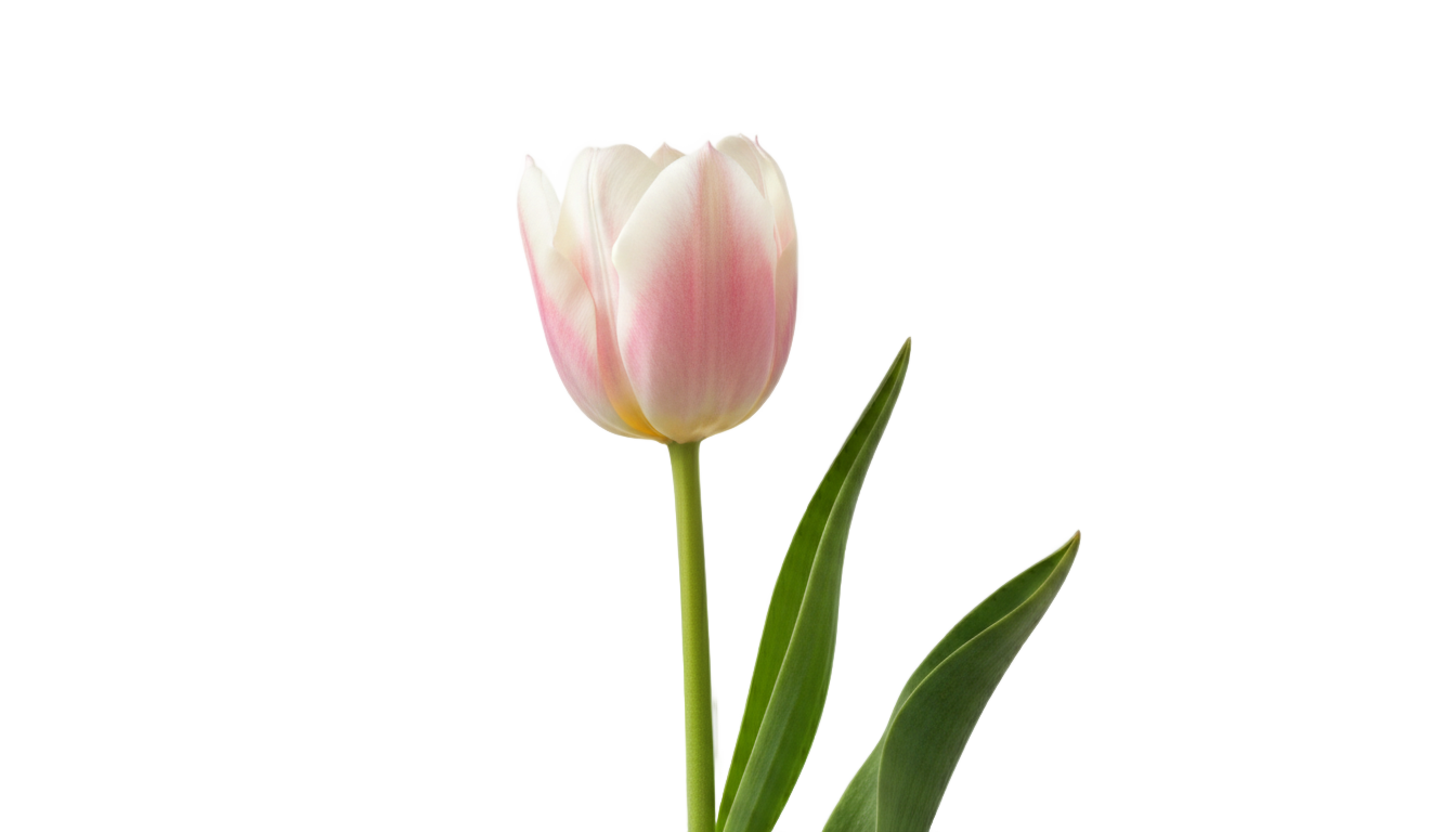 real tulip png PNG transparent background