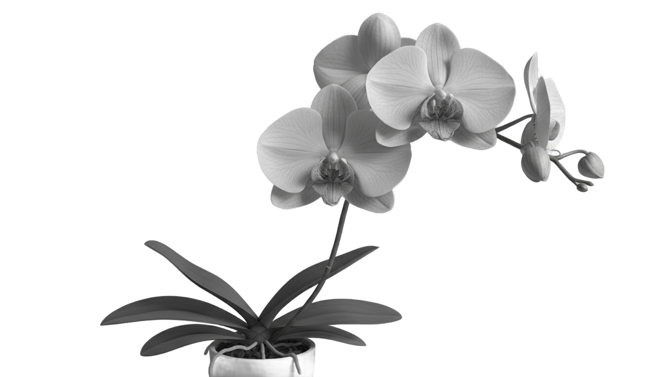 orchid png black and white PNG transparent background
