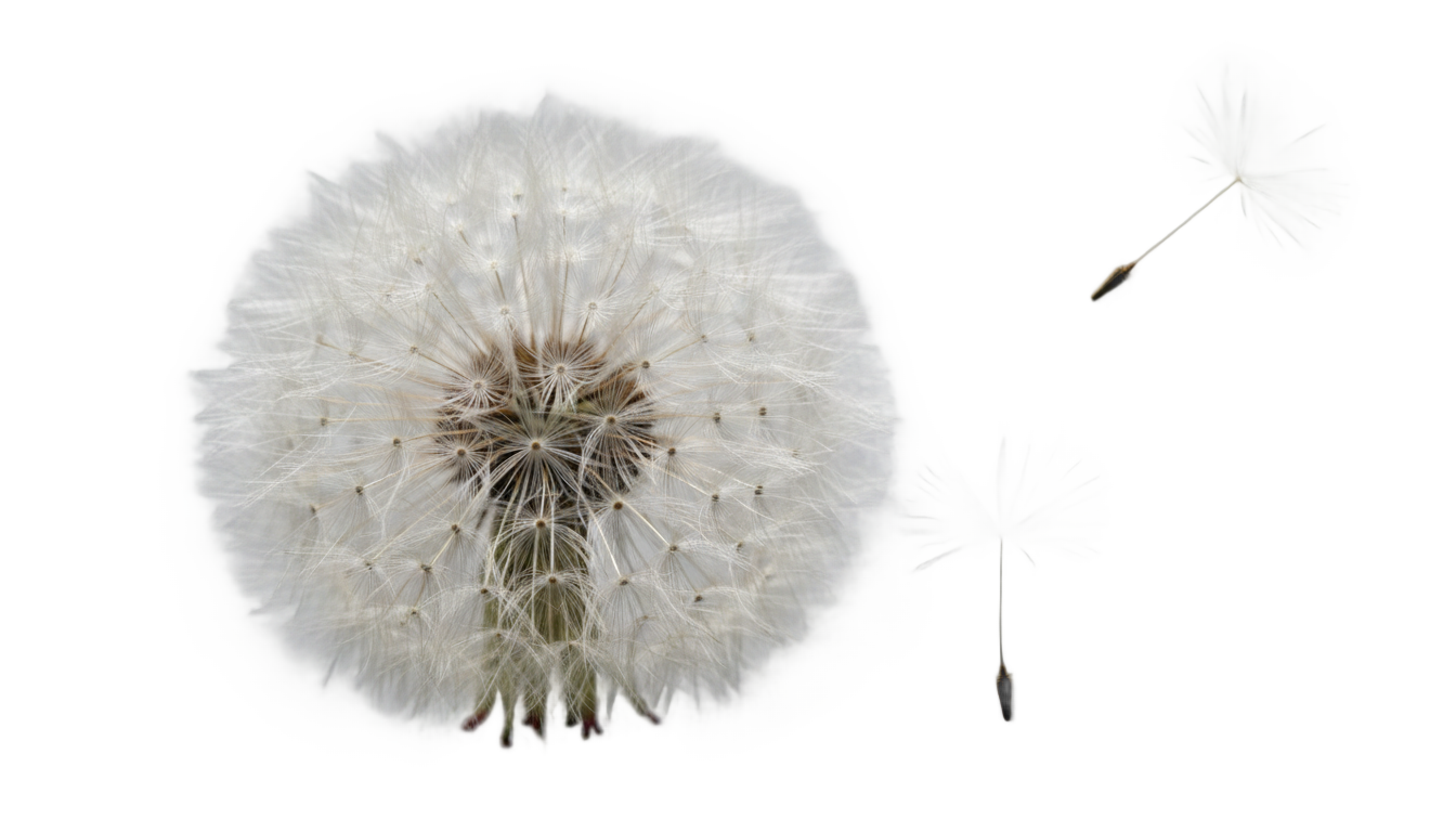 dandelion seeds png PNG transparent background