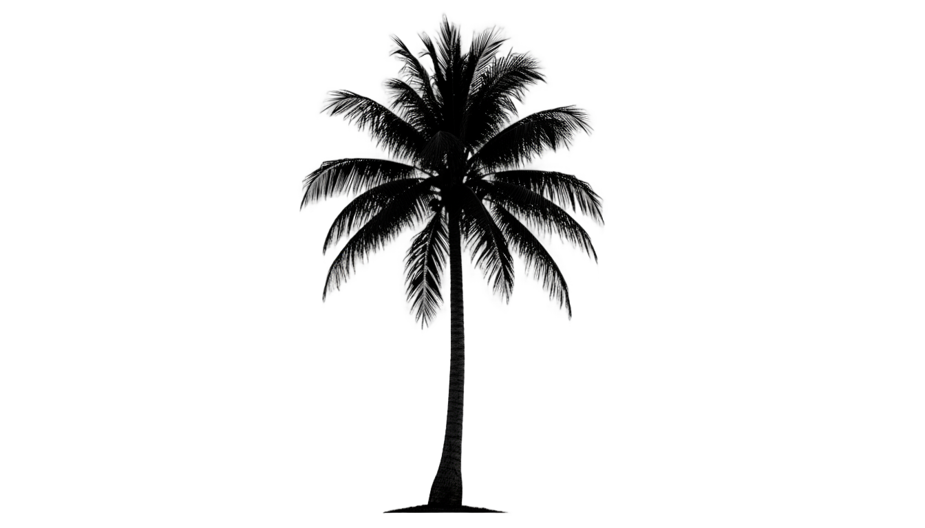 realistic palm tree silhouette png PNG transparent background