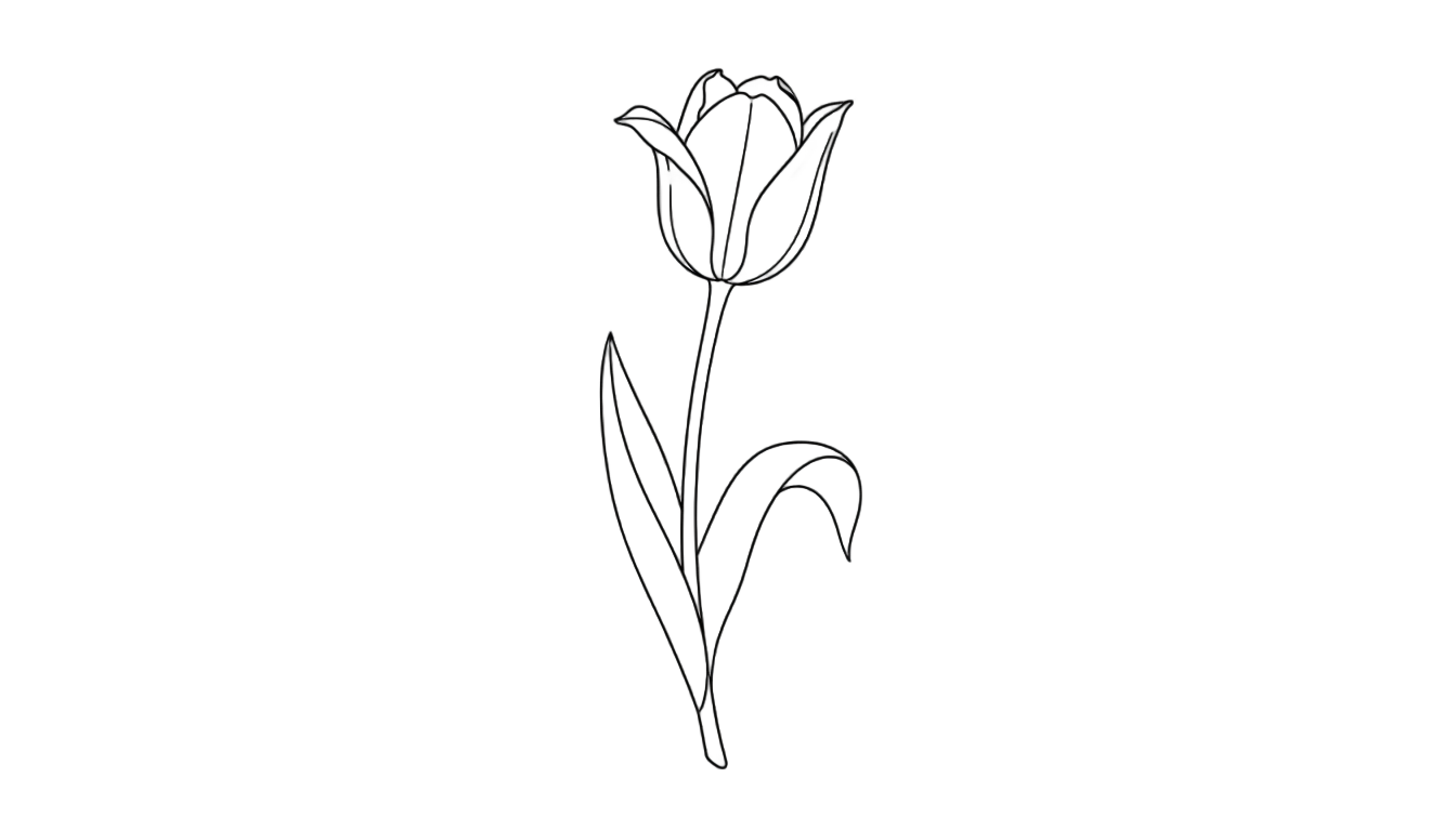 tulip line art png PNG transparent background