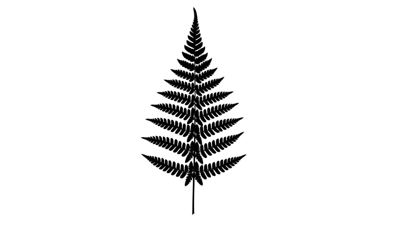 fern silhouette png PNG transparent background