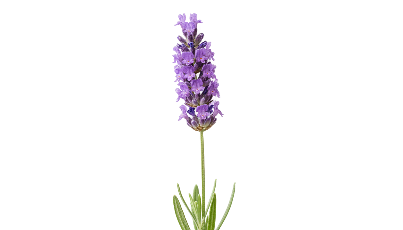 lavender flower png PNG transparent background