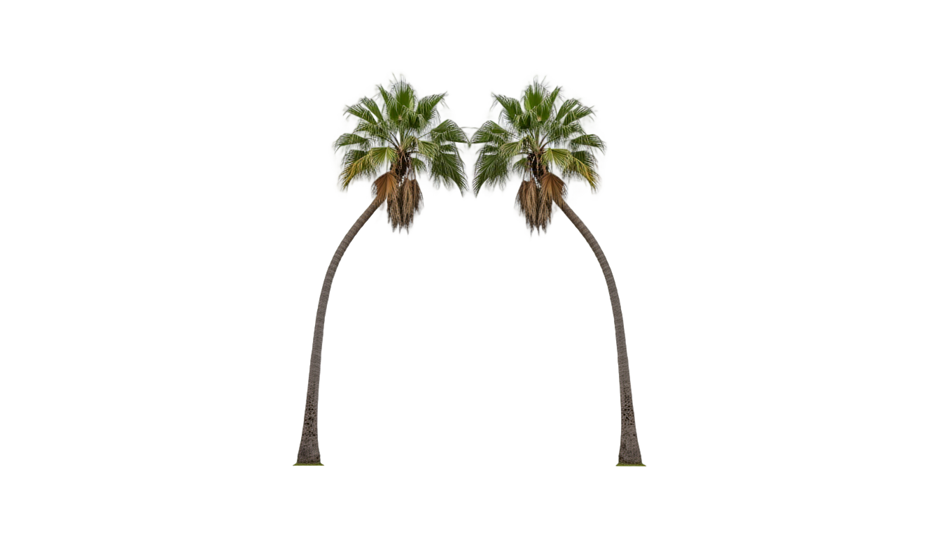 palm tree kiss png PNG transparent background