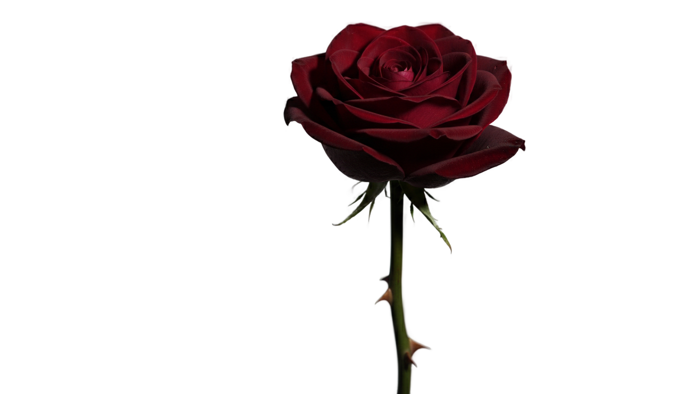 dark rose png PNG transparent background