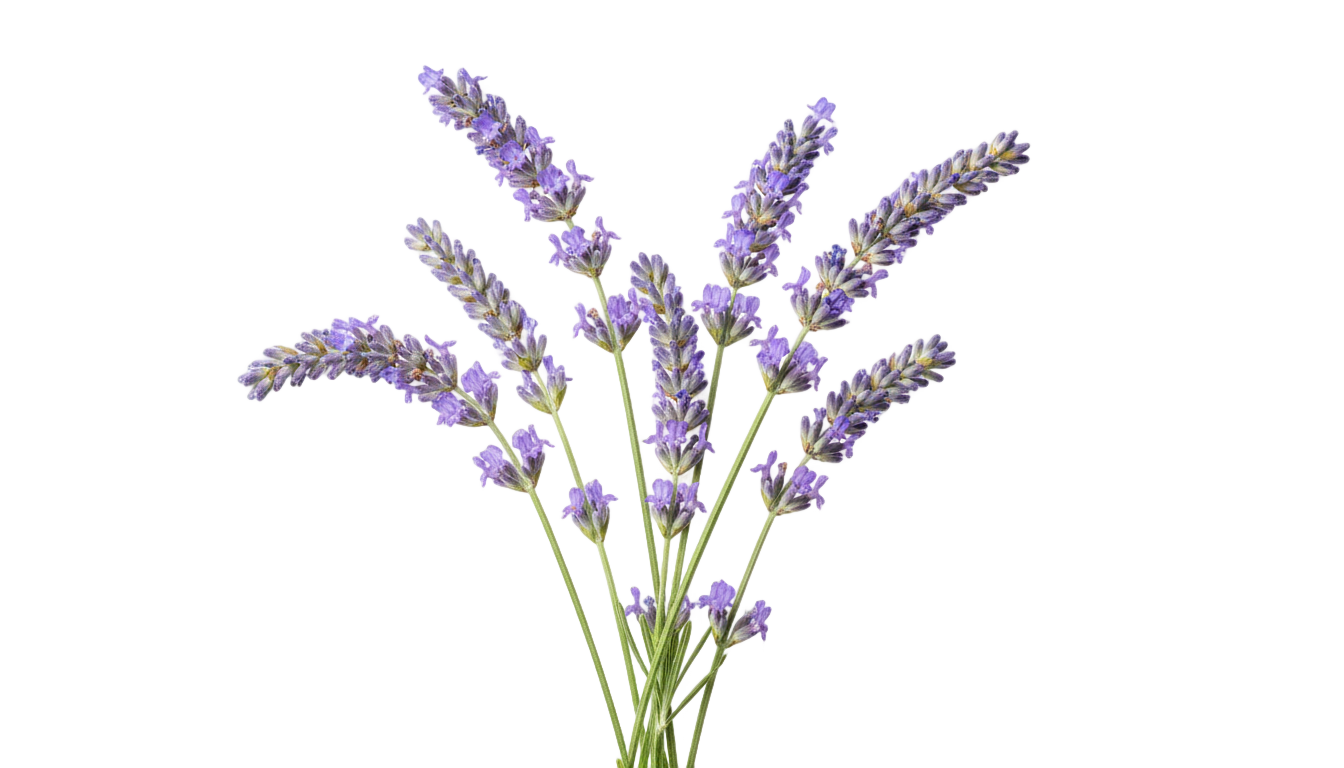lavender illustration png PNG transparent background