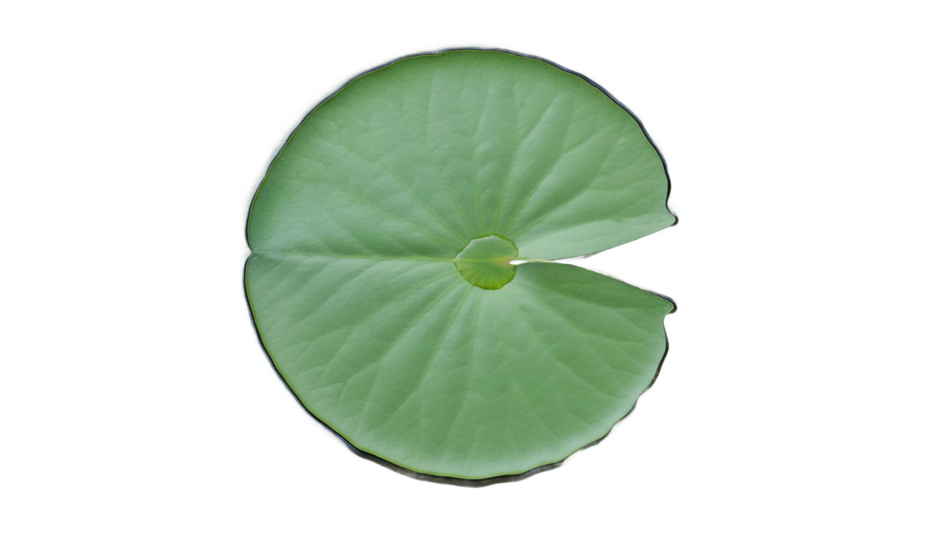 lily pad png PNG transparent background