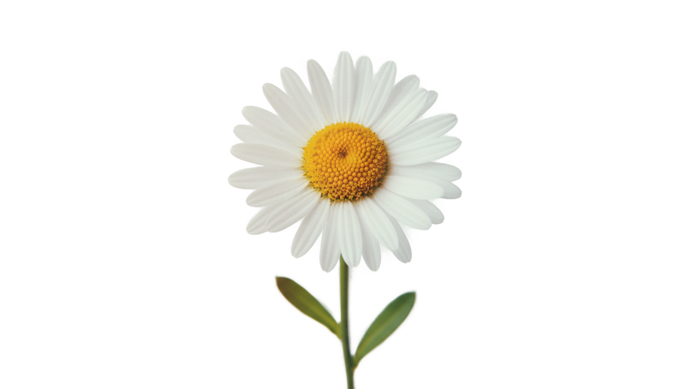 daisy png tumblr PNG transparent background