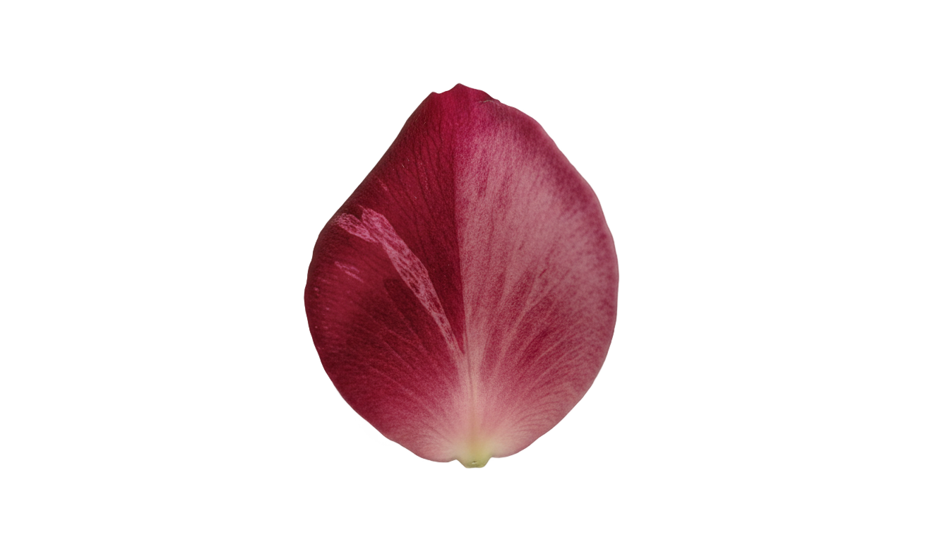 single rose petal png PNG transparent background