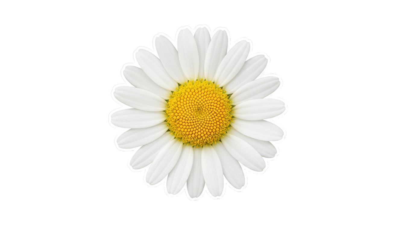 daisy sticker png PNG transparent background