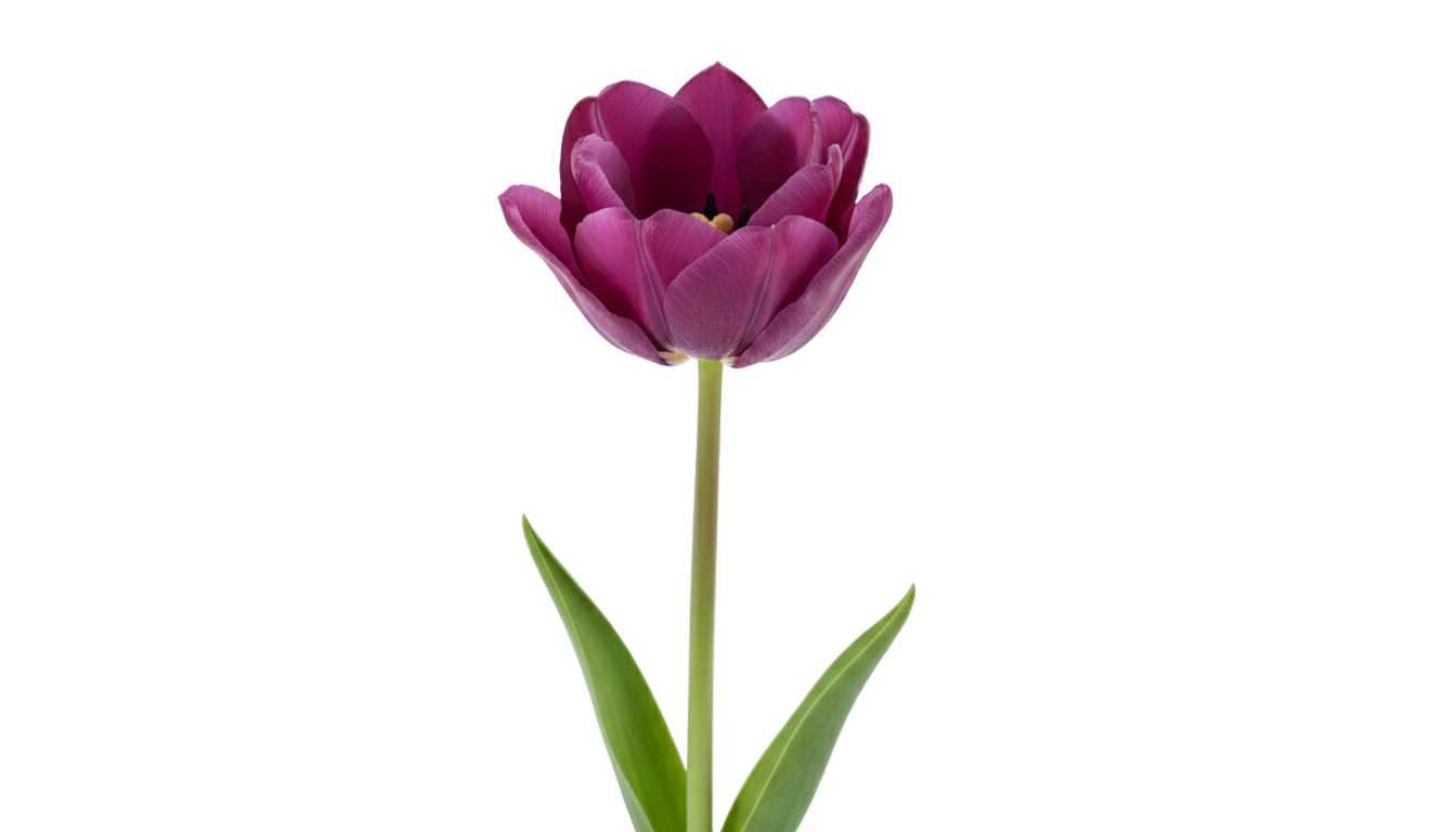 purple tulip png PNG transparent background
