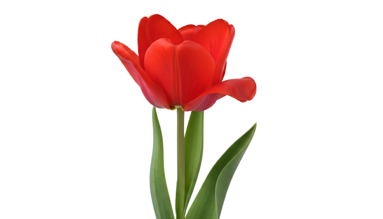 red tulip png PNG transparent background