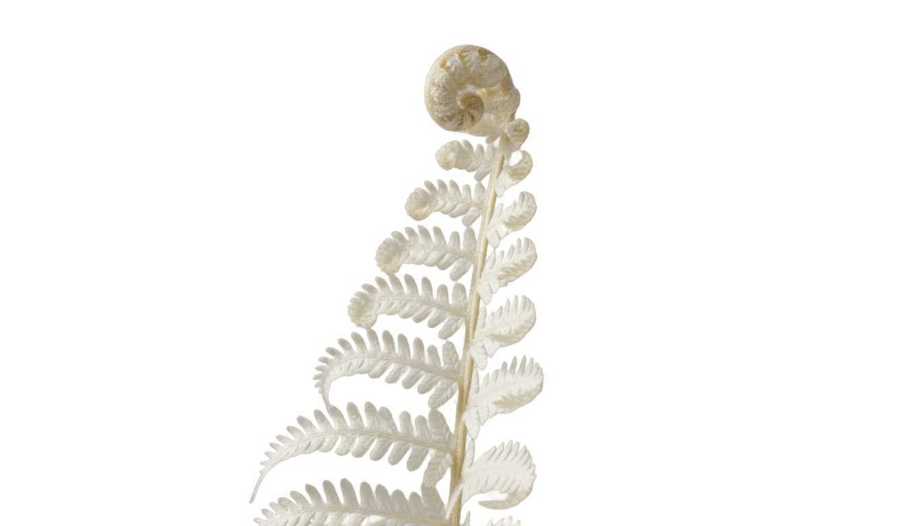 white fern png PNG transparent background