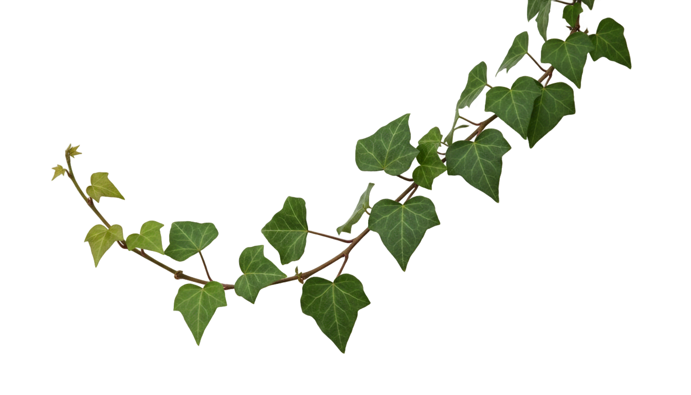 ivy vector png PNG transparent background