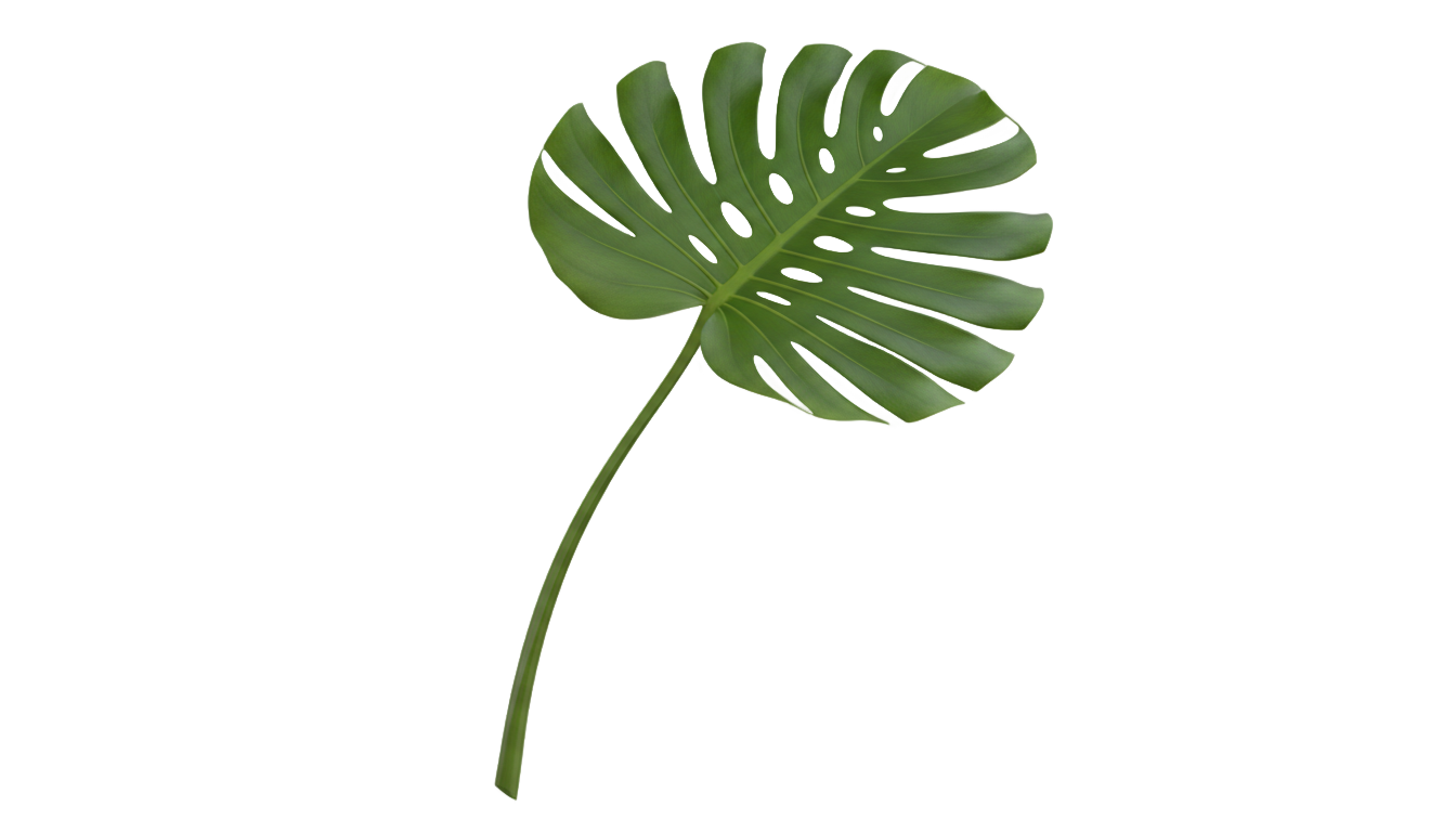 monstera illustration png PNG transparent background