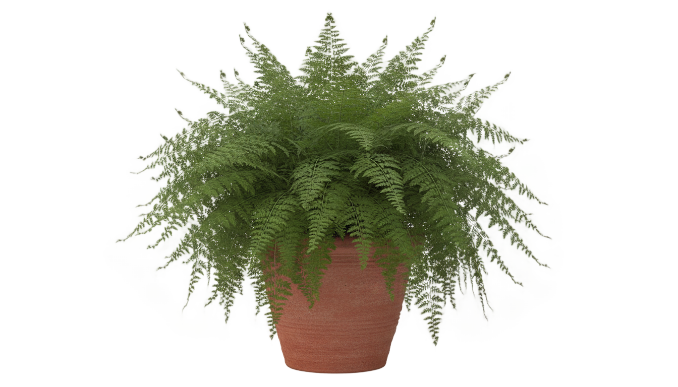 potted fern png PNG transparent background