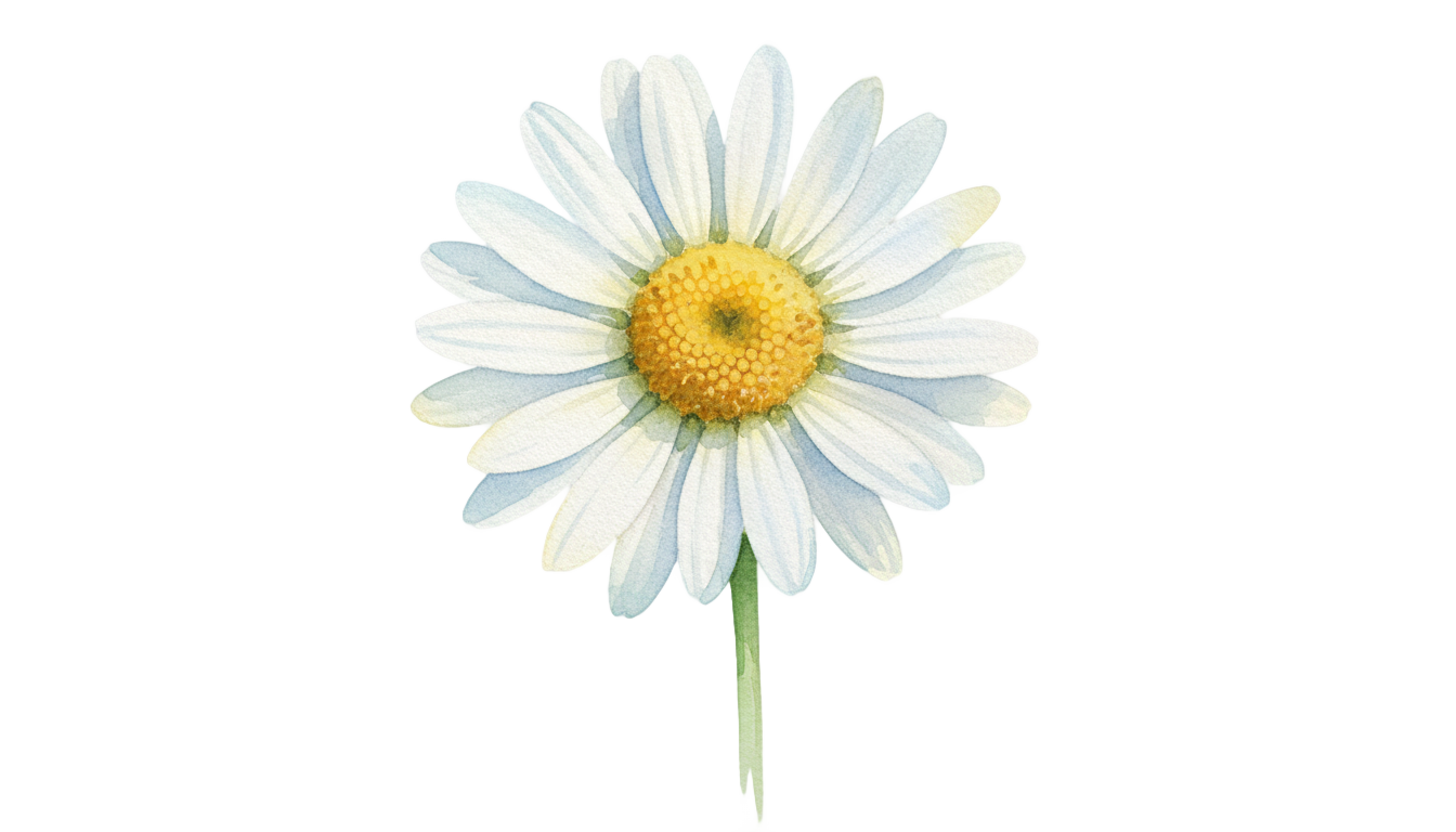watercolor daisy png PNG transparent background