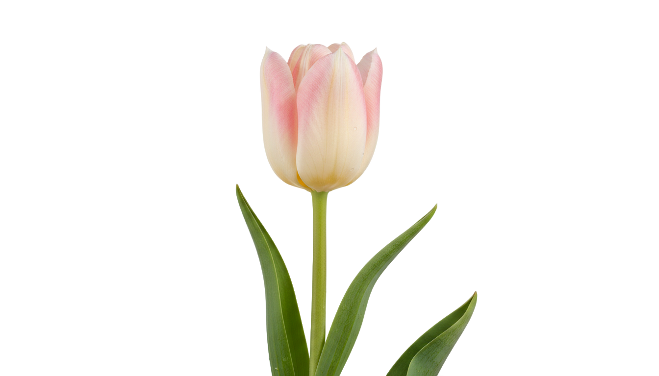 real tulip png PNG transparent background
