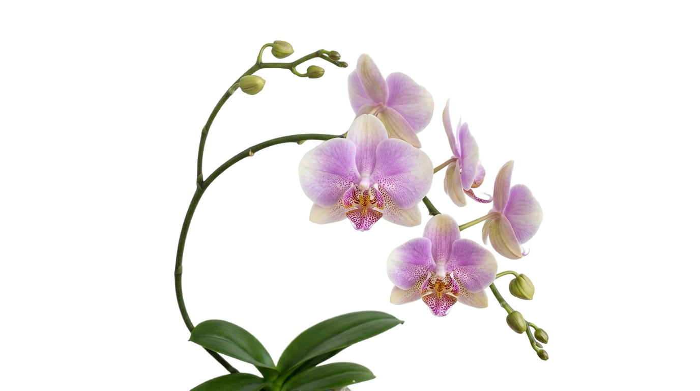 orchid png clipart PNG transparent background