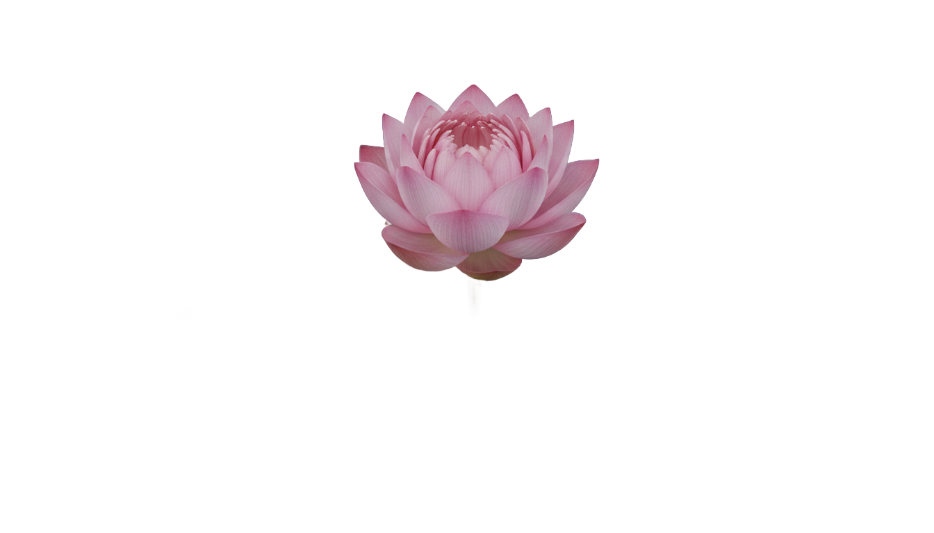 lotus plant png PNG transparent background