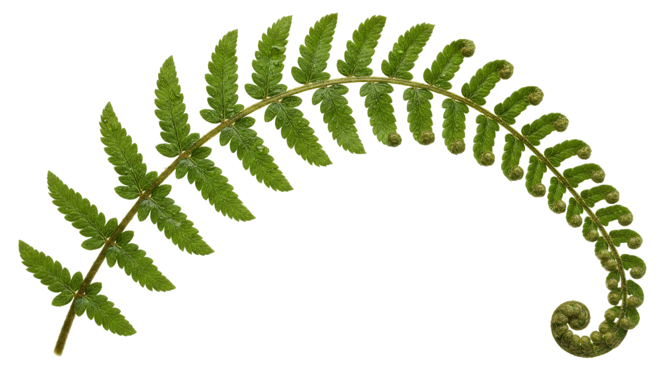 fern clipart png PNG transparent background