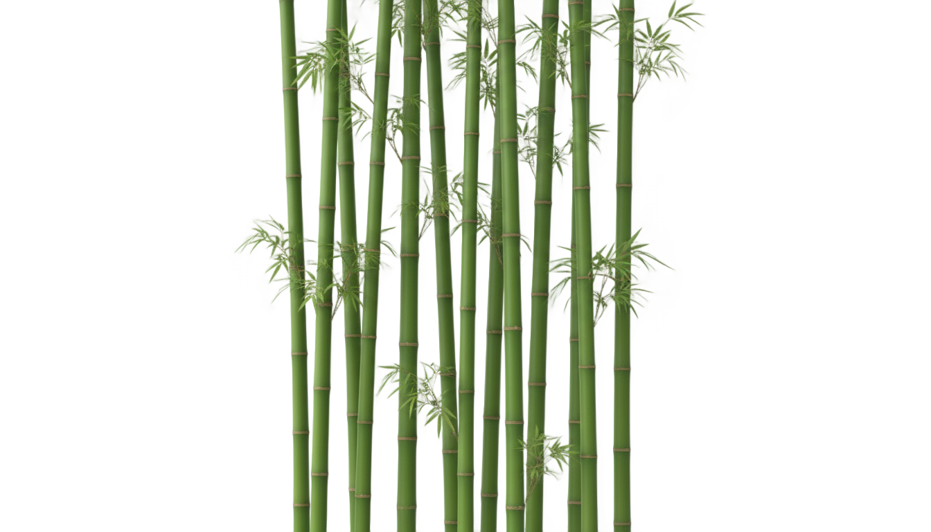 green bamboo png PNG transparent background