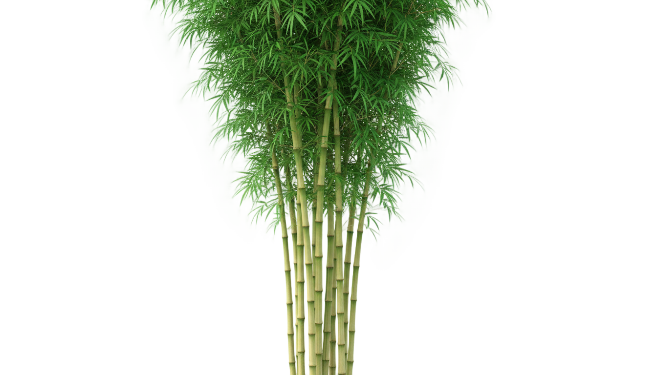 bamboo plant png PNG transparent background