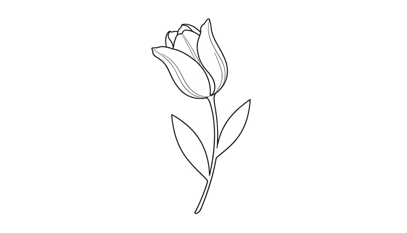 tulip line art png PNG transparent background