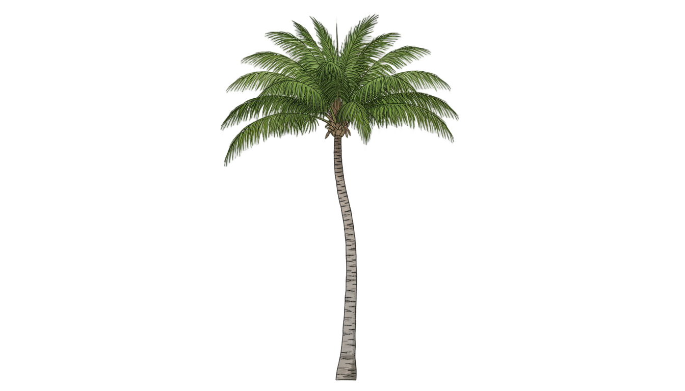 palm tree elevation png PNG transparent background