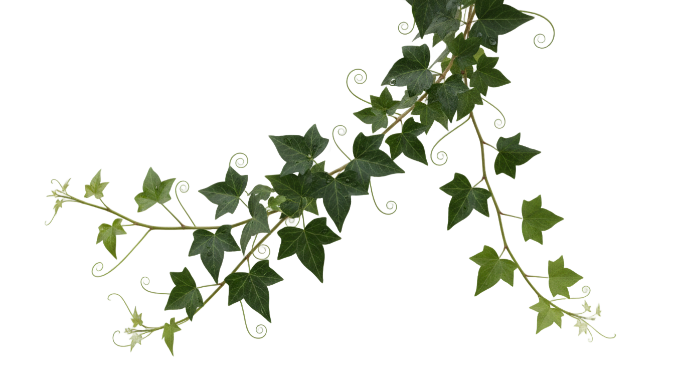 ivy leaves png PNG transparent background