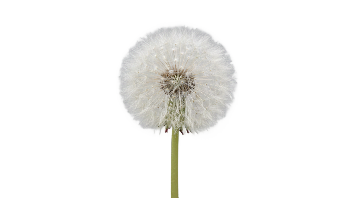 dandelion clipart png PNG transparent background